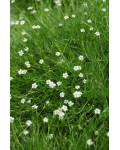 Мшанка шиловидна Грін Мосс|Sagina subulata `Green Moss`|Мшанка шиловидная Грин Мосс